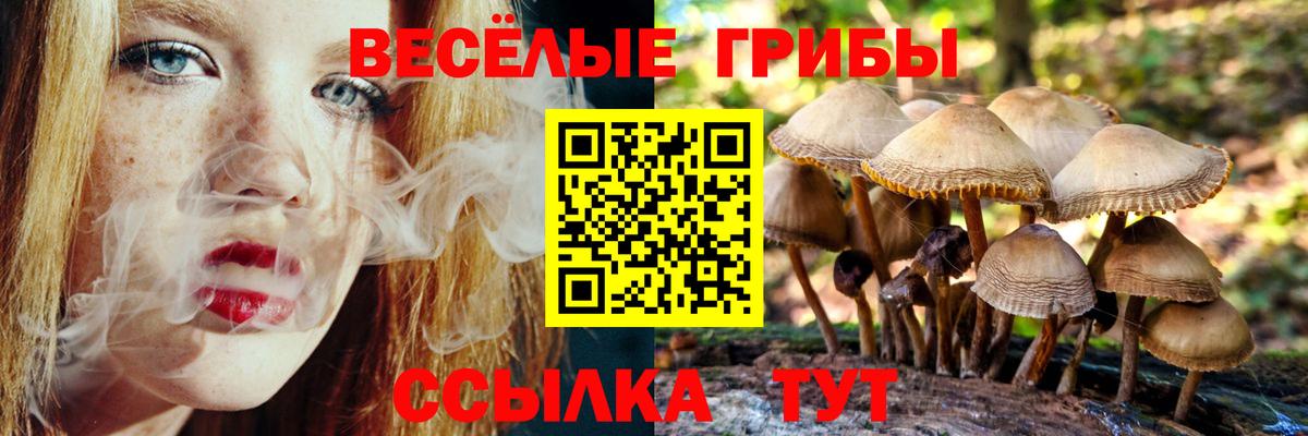 Псилоцибиновые грибы Psilocybe Чехов